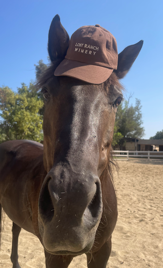 LOST RANCH HAT BROWN